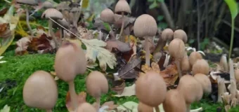 Mushroom Extract and Supplements