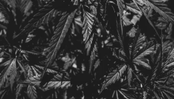 Plant leaves 404 canna