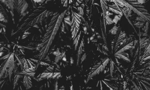 Plant leaves 404 canna Is Cannabis Legal in the UK?
