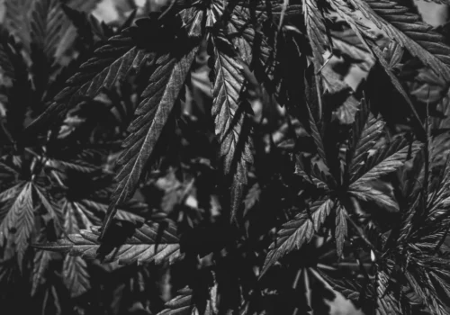 Plant leaves 404 canna Is Cannabis Legal in the UK?