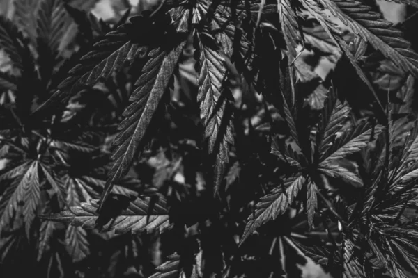 Plant leaves 404 canna Is Cannabis Legal in the UK?