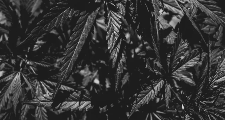 Is Cannabis Legal in the UK?