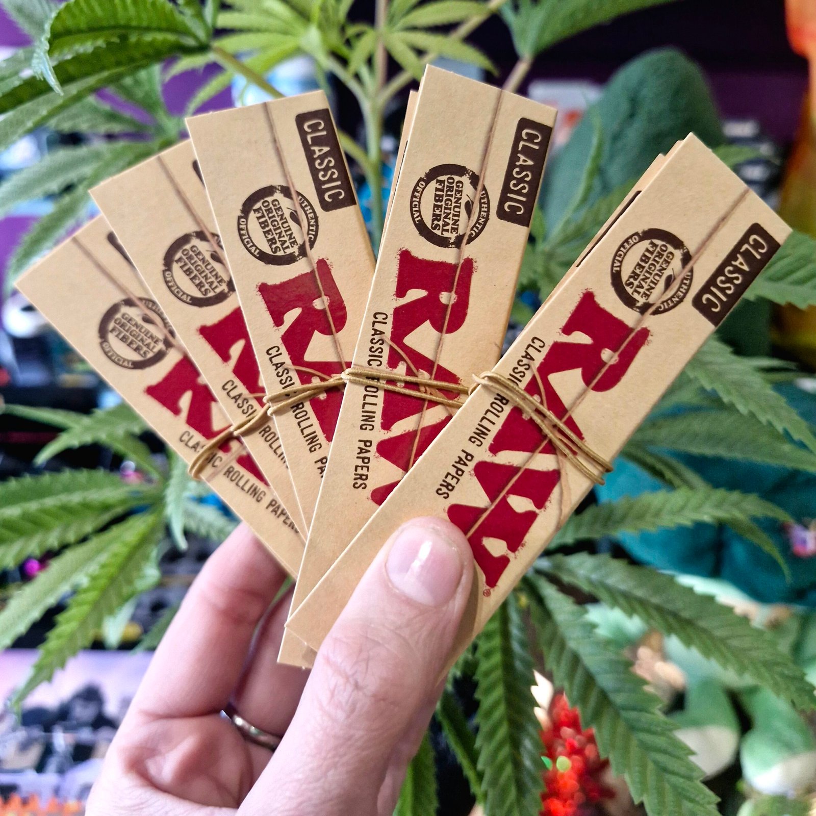 1000035823 RAW Classic Connoisseur King Size Slim Rolling Papers With Tips 24 packs RAW contains a hybrid blend of unrefined (not chlorine bleached) fibers. These are the purest natural fibers. RAW papers use a natural hemp-based gum.