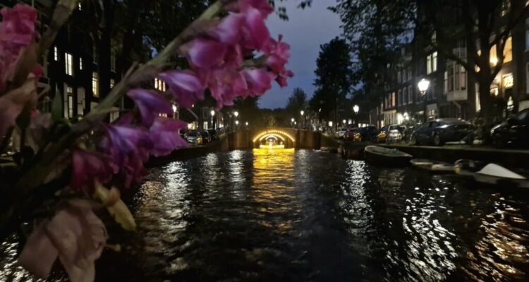 Cosmic Tree Does Amsterdam